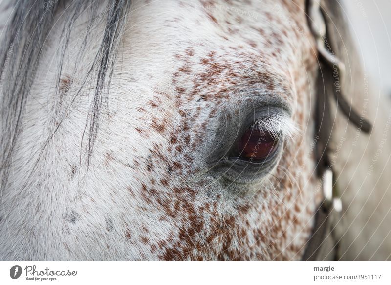 horse's eye Horse Animal Mane Nature Looking Eyes Animal portrait Deserted Exterior shot Farm animal Animal face Horse's head Halter Gray (horse) Pony Eyelash