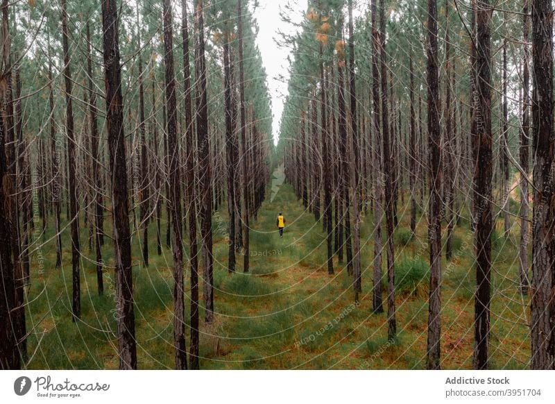 Narrow footpath in lush fir forest tree coniferous nature foliage rural spruce picturesque woods way person walk australia scenic scenery pathway woodland