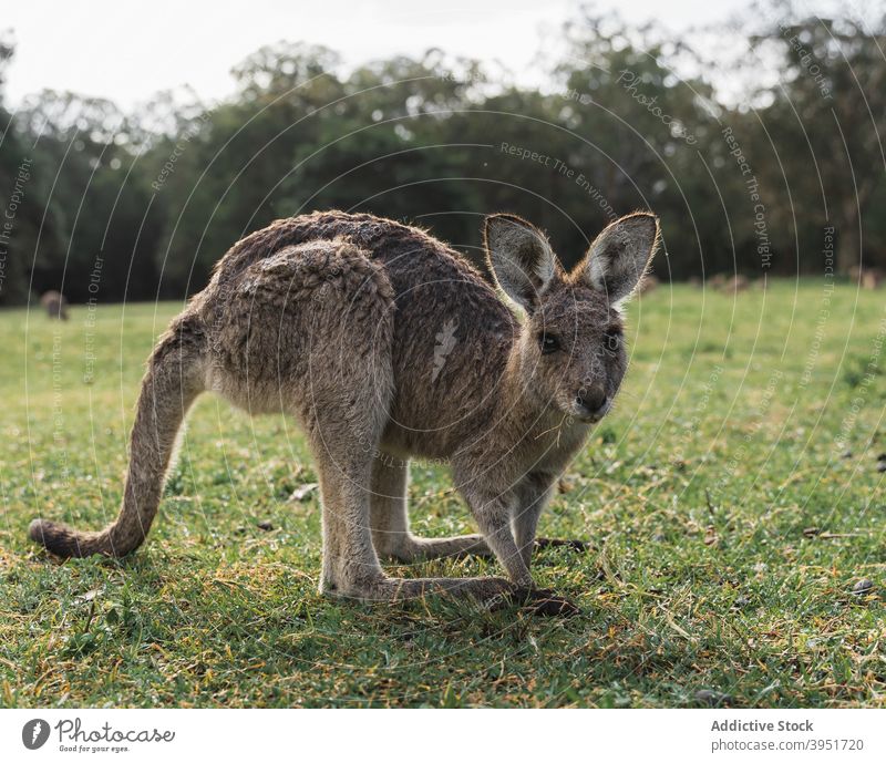 Cute little kangaroo standing in countryside in sunlight eastern grey kangaroo animal meadow park nature mammal habitat wild fauna zoo calm australia grassy