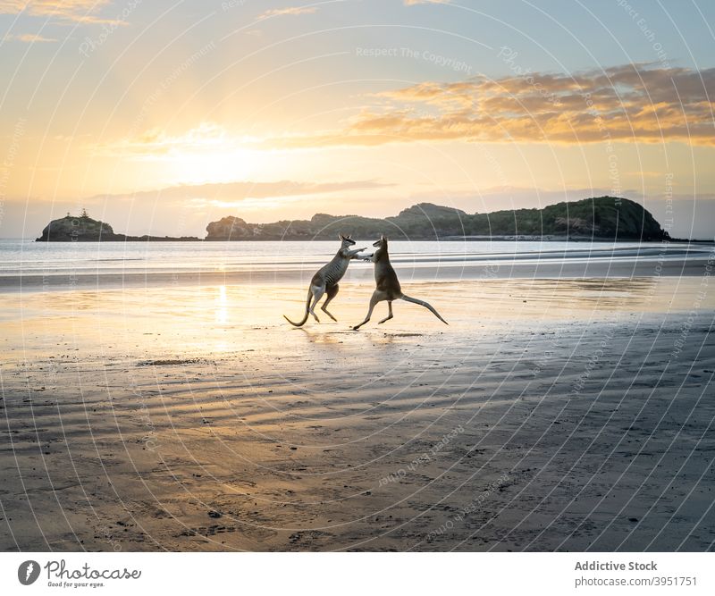 Kangaroos fighting on beach at sunset kangaroo animal wild wildlife ocean nature evening australia wet sand seaside sky sundown twilight dusk strong environment