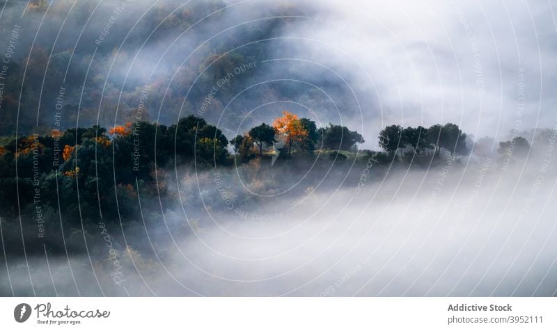 Misty autumn forest growing in mountainous terrain fog landscape nature tree valley breathtaking woodland spectacular range fall cloudy mist sky lush colorful