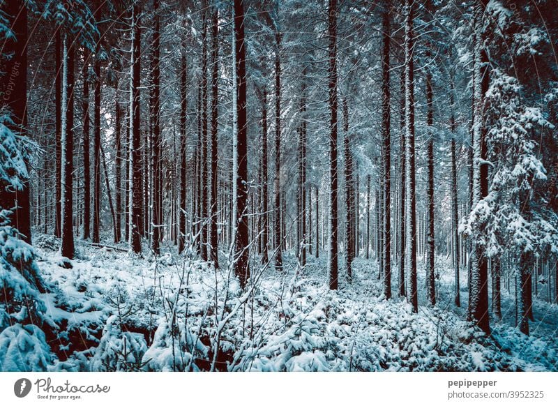 Forest in winter with snow on the tree trunks Winter Snow Tree Cold Ice Frost Nature Exterior shot Deserted Loneliness Clearing Woodground Forest walk