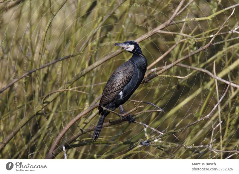 Kormoran, Phalacrocorax carbo, great cormorant Bach Baum Busch Cormorant Kormoran Creek Fischer hunter Great Black Cormorant Great Cormorant Hackenschnabel