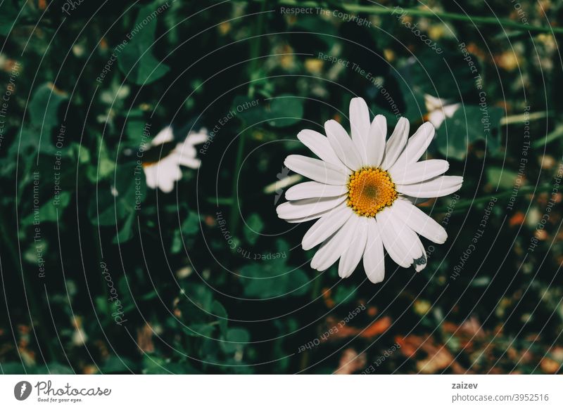 a single leucanthemum flower with white petals and a yellow center Leucanthemum horizontal clipping medicine out blow flowery ornamental daisy camomile head