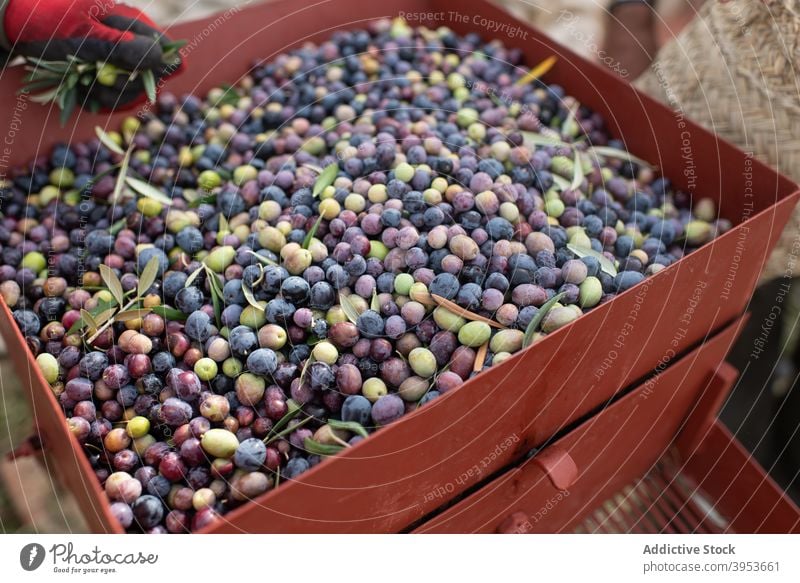 Box with freshly harvested black and green olives in farmland container farmer countryside organic food healthy ripe agriculture vegetable person rural agronomy