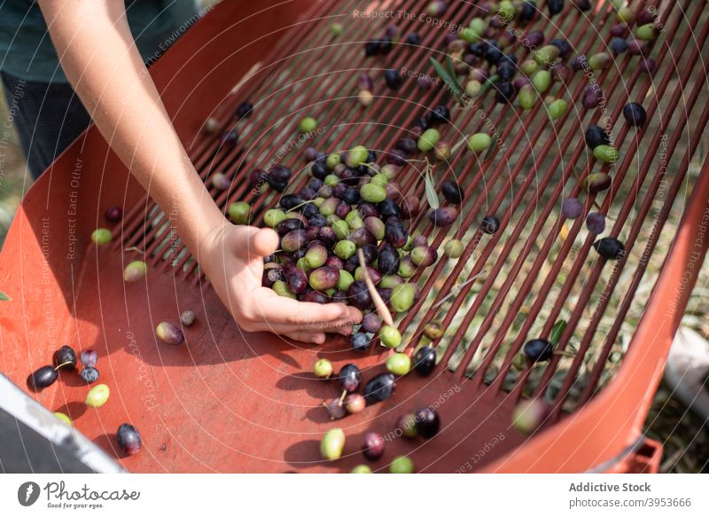 Anonymous kid sorting out collected olives with parents harvest countryside farm child work heap healthy fresh rural childhood together parenthood help