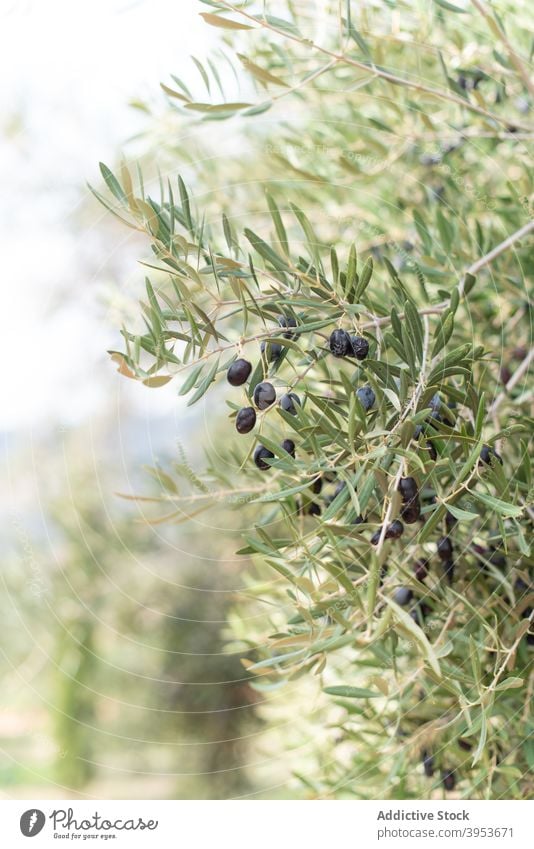 Olive tree growing on green plantation in sunlight olive olea europaea ripe fresh leaf vegetate growth foliage nature harvest agriculture black garden organic