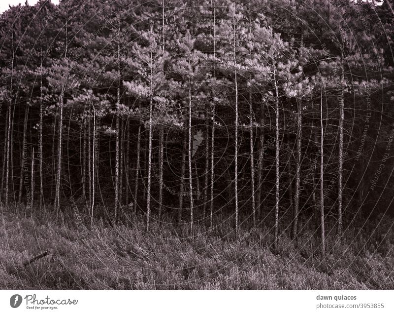 tall, thin pine trees losing their needles standing behind a rolling field in the foreground Nature Love of nature Experiencing nature Environment Landscape