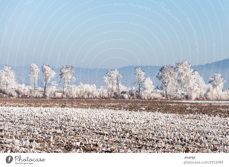 Crows on snow covered trees Nature Landscape Rural Agriculture Cloudless sky Winter Frost Frozen Tree Exceptional birds Many Horizon