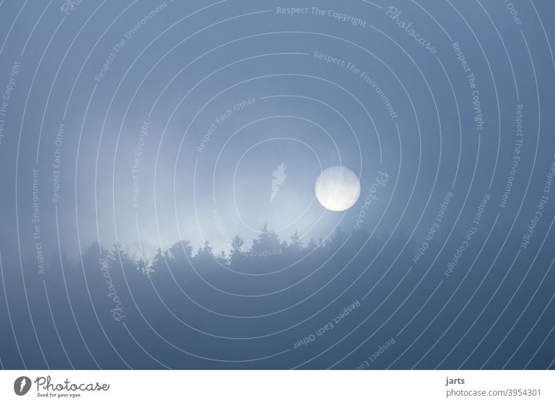 Sunrise in the fog over a forest Fog Forest trees Autumn Winter Cold Nature Deserted Exterior shot Environment Weather Mysterious Tree Idyll Copy Space left