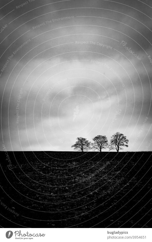 Trio on the horizon trees Tree Trees on the horizon three trio Clouds Nature Sparse Winter Dark Gloomy Landscape Cold tranquillity Sky Black & white photo