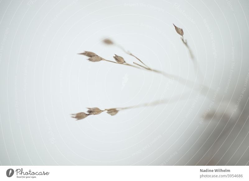 Grasses in the snow Snow White grasses Fine Nature Winter Cold Plant Ice Delicate Exterior shot Deserted Colour photo Macro (Extreme close-up) Environment