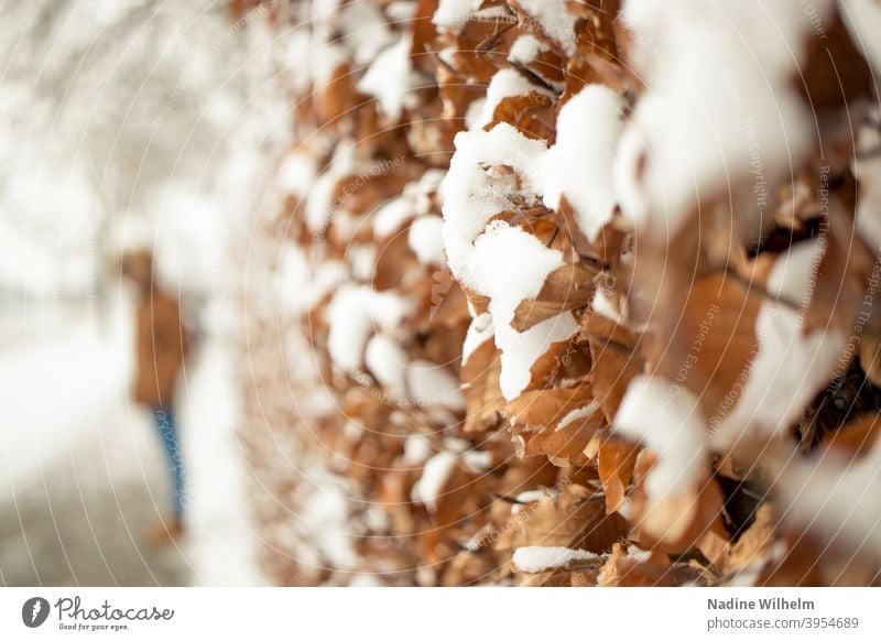 Hornbeam in the snow Grove birch Beech tree Hedge Snow blurriness Blur in the background blurriness in the foreground Nature Exterior shot Cold Day Close-up