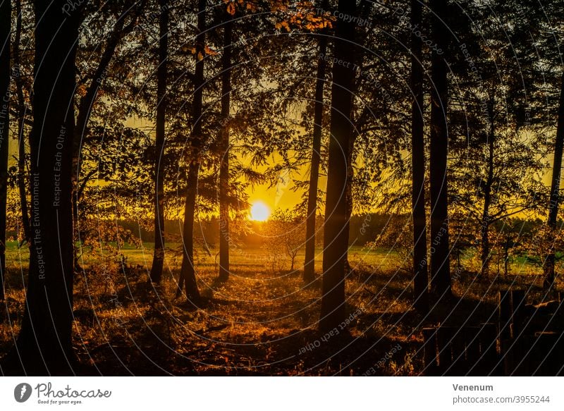 sunrise in autumn in the forest sunup sun rise sun-up first light winter season celestial phenomenon Meadow Pasture Land Forest Tree Trees Sky Clouds dawn