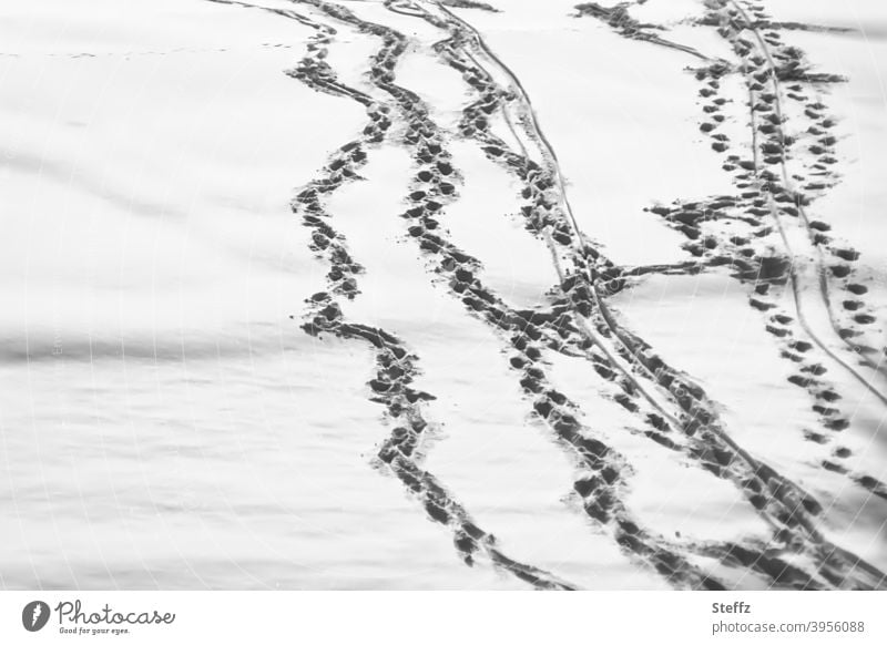 Tracking in the snow Tracks tracks in the snow Traces of snow snow-covered Snow layer Snow track forensics sled tracks footsteps footprints Climate