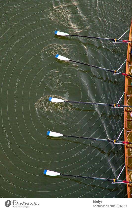 Rowing boat in cutaway with rowing blades in motion. Rowing, team sport, bird's eye view Rowboat Sports Team Sports Water Aquatics Movement Teamwork