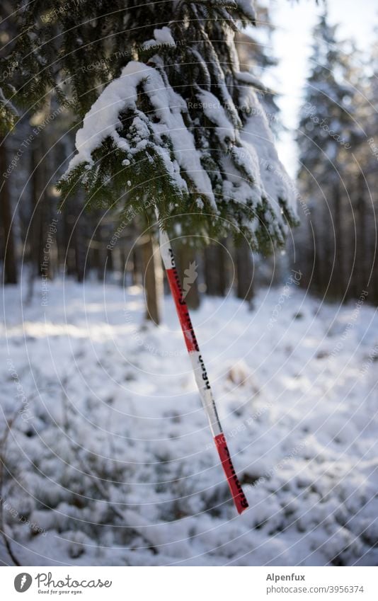 rare fruit Forest Snow barrier tape corona cordon Safety Protection pandemic flutterband Tree Coniferous trees prevention Corona virus guard sb./sth. Contagious