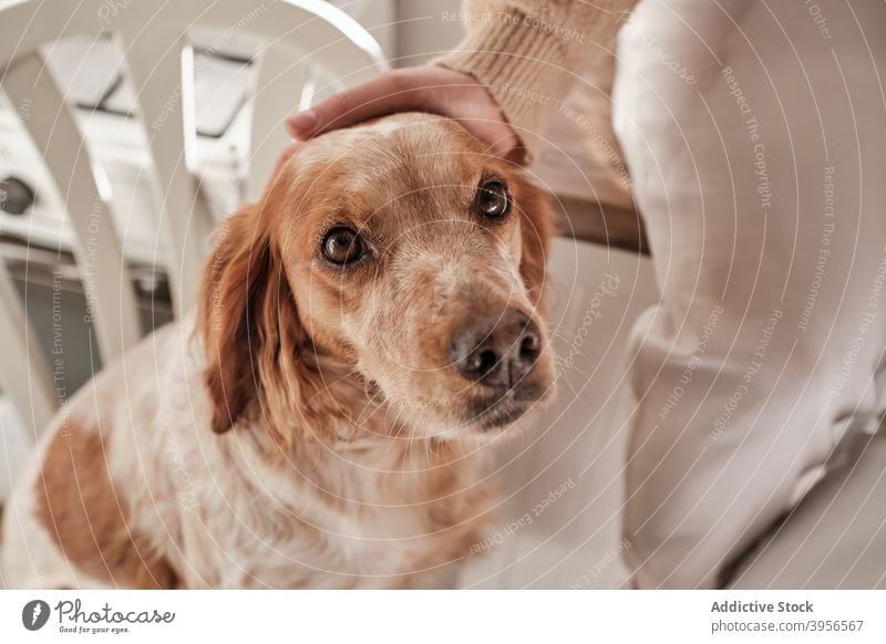 Anonymous woman with dog in kitchen together setter counter female charming cute home sit relax pet canine young animal friend cozy owner rest adorable loyal