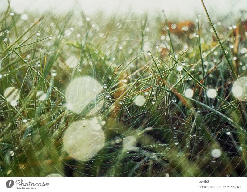 flickering Grass Wild plant Drops of water Beautiful weather out Bright Landscape Delicate Dew Idyll naturally hazy morning light Fresh whirr Small Spring