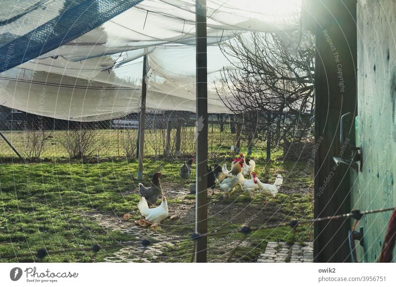 tent camp Barn fowl Farm animal Chicken coop Group of animals Observe Stand Looking Together Amazed Curiosity Deserted Colour photo Exterior shot