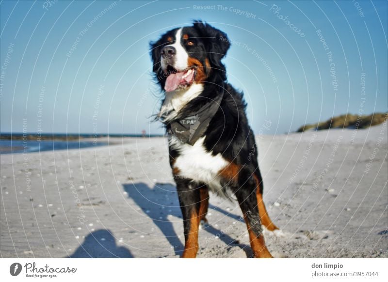 Bernard mountain dog on the beach Baltic Sea Sand beach Observe Nature Day Pelt Looking Worm's-eye view Beach Forward Dog 1 Animal Shallow depth of field