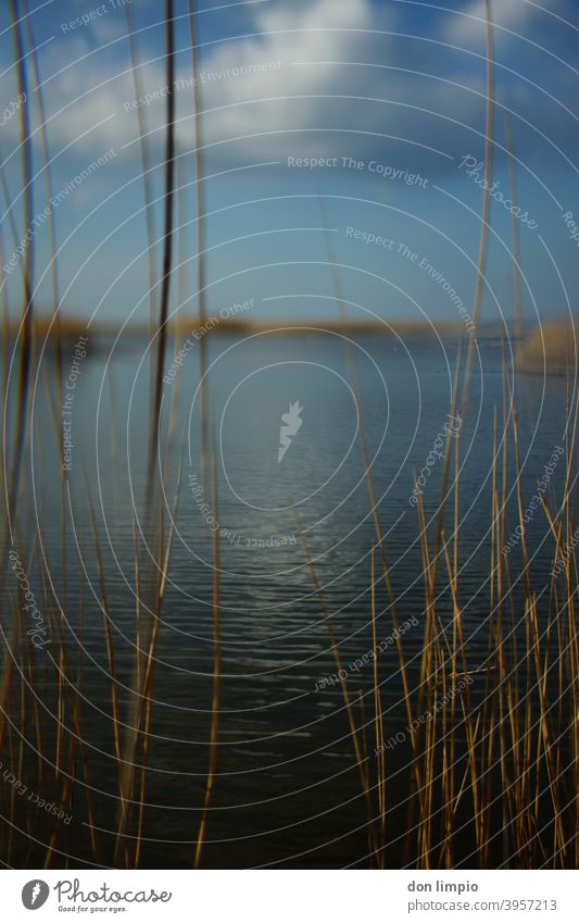 Selective focus on the beach lake landscape Schmoel Beach Landscape Nature Common Reed reed Lakeside Autumnal blurriness Nature reserve Breeze Portrait format