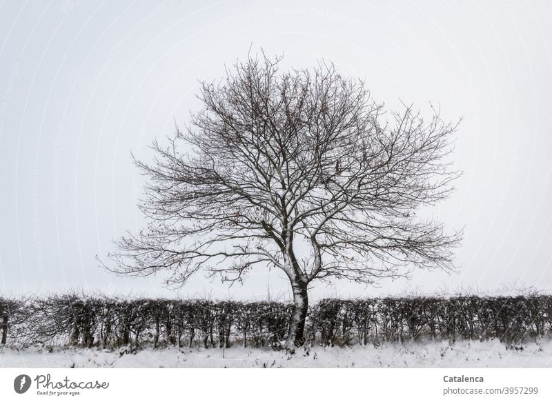 A beech tree in the hawthorn hedge on a snowy, misty winter morning Nature Landscape Hawthorn Hedge Tree Beech tree Snow Winter chill Day daylight Plant Weather