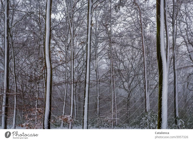 It has snowed in the forest Weather daylight Day chill Winter Snow Beech tree Tree Landscape Nature Plant Forest Brown White Green Season