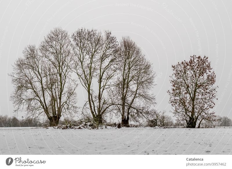 Old ash trees standing in the snow at the fence of a meadow Weather Plant daylight Day chill Winter Snow Tree Landscape Nature Ash-tree Meadow Fence Sky Fog