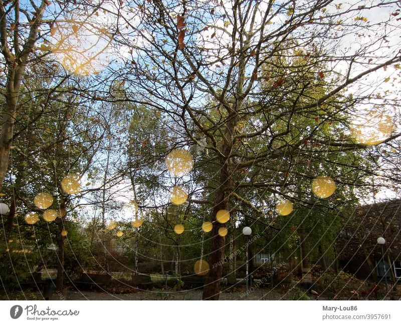 Autumn trees in park with reflection Park Green space Lamp Exterior shot Copy Space bottom Copy Space top Sky Blue View from the window birches golden