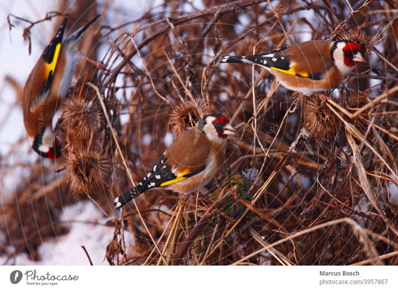 Stieglitz, Carduelis carduelis, European goldfinch Arctium Futter Futtersuche Gruppe Passeriformes Samen Samenfresser Voegel brutvogel burdock