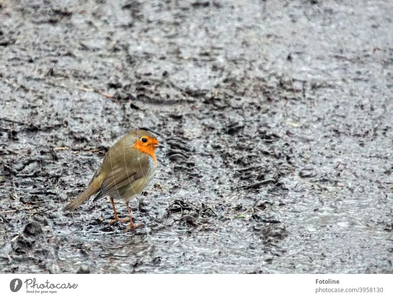 In the dreary gray, a little robin hops through wet, cold slush. Robin redbreast Bird Animal Exterior shot Nature Colour photo 1 Deserted Day Wild animal