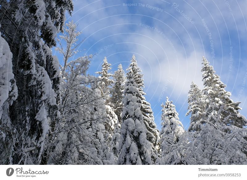 Winter delights - snow covered trees and beautiful weather Cold Snow Tree tops Sky Blue Clouds Beautiful weather Black Forest Nature Deserted