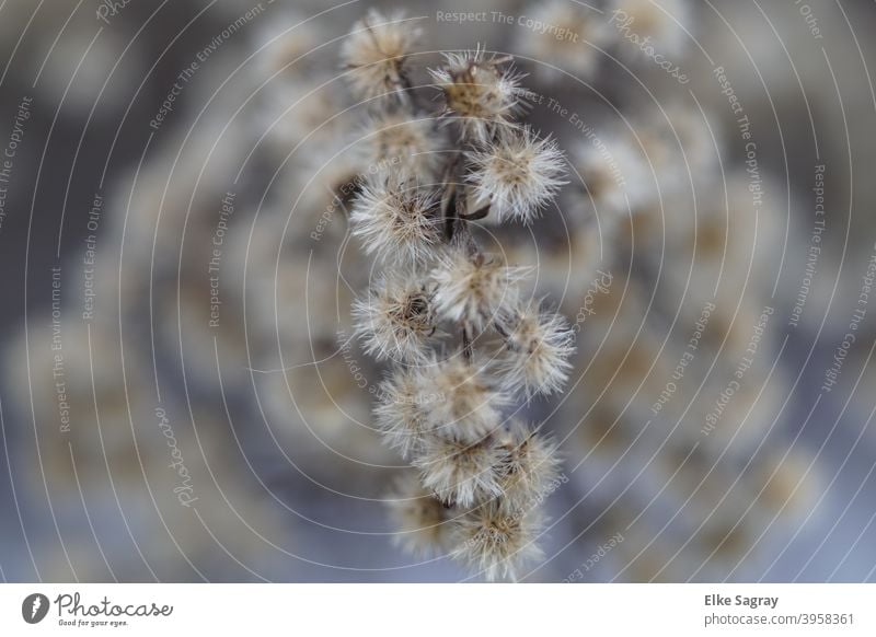 Garden plants in winter Winter Cold Plant Nature Ice Exterior shot Close-up Detail Colour photo Deserted Shallow depth of field Subdued colour