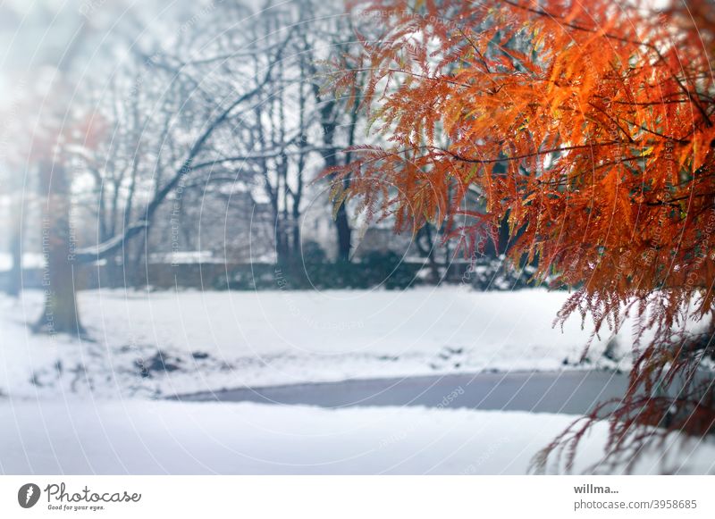 Autumn colored bald cypress Bald-cypress Autumnal colours Winter Snow Pond Tree Taxodium distichum luminescent winter snowy