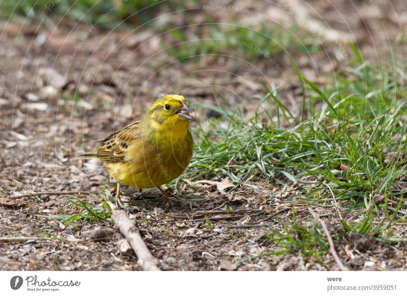 Yellowhammer searching for food on the forest floor Emberitsa Citrinella Animal Bird Copy Space Cuddly cuddly soft feathers Fly Food Forest Woodground Ground