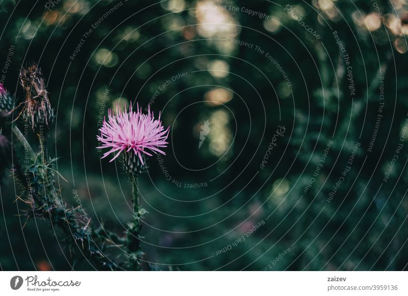 nice lilac cirsium flower on a dark background Cirsium pumilum pasture thistle medicine treatment therapeutic invitation medical healing spine glow wellness