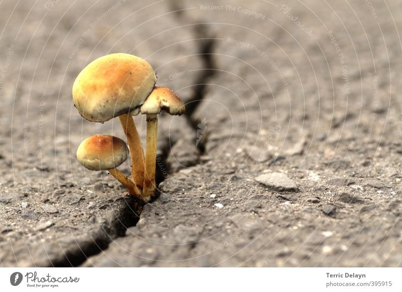 broken road surface Environment Nature Plant Autumn Climate change Honey fungus Traffic infrastructure Street Lanes & trails Highway Overpass Stone Concrete