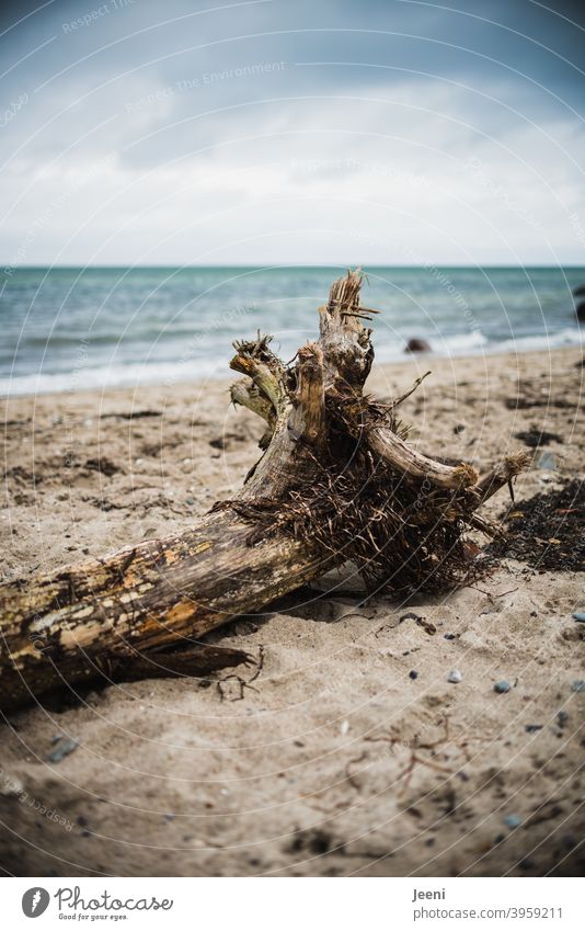 Gnarled tree trunk lies in the sand on the beach Log gnarled Wood Tree Tree trunk Tree stump Baltic Sea Rain Raincloud Winter Autumn winter Autumnal Ocean Beach