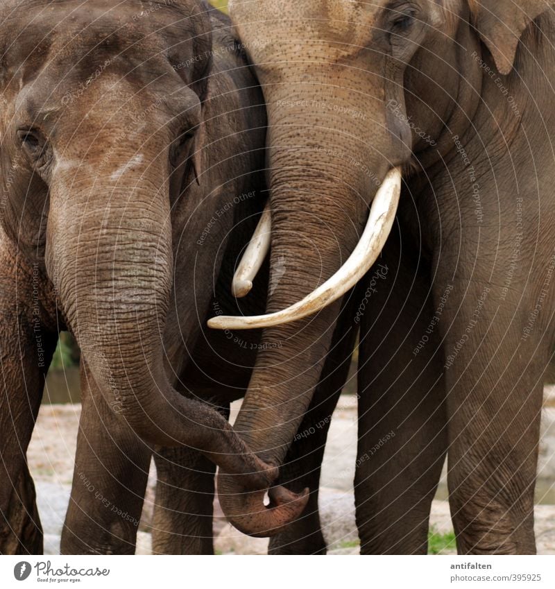 trunks Animal Wild animal Animal face Zoo Elephant Elephant skin Trunk Elephant eye Elefantears Bull elephant Female elefant 2 Pair of animals Communicate