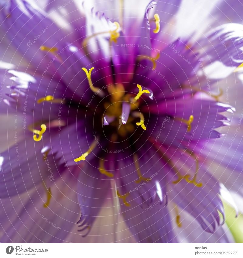 Close-up of a violet Scabiosa flower with yellow stamens Blossom Flower scabiosa Violet purple Yellow Summer Plant Blossoming garden flower dust bag Stamen