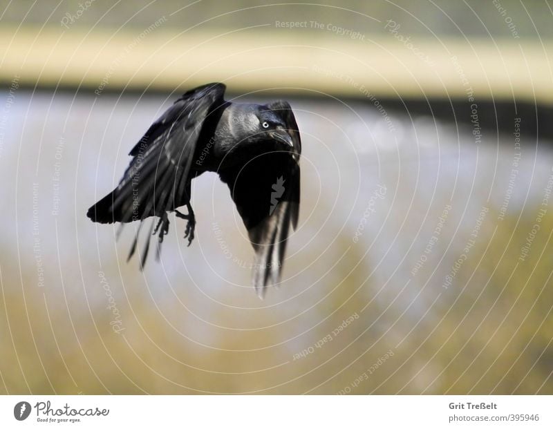 Jackdaw in flight Animal Wild animal Bird Wing 1 Flying Blue Black Colour photo Exterior shot Aerial photograph Day Sunlight Motion blur Full-length