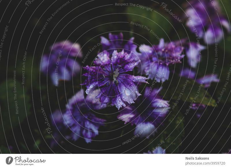 purple flowers sweating after rain beautiful beauty bloom blooming blossom blue botany clematis closeup color colorful flora floral garden geranium green leaf