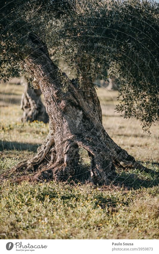 Old Olive Tree trunk Olive tree Ancient Mediterranean Portugal Olive leaf Landscape Green Plant Day Colour photo Exterior shot Olive grove Nature Deserted