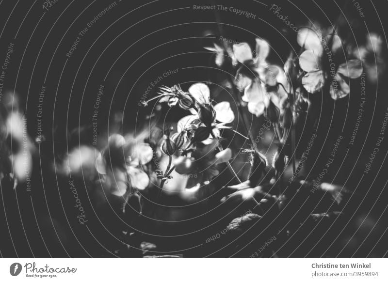 White flowers in the backlight. Close-up with shallow depth of field. Black and white photo blossoms Geranium Blossoming Spring Nature Garden Plant Flower