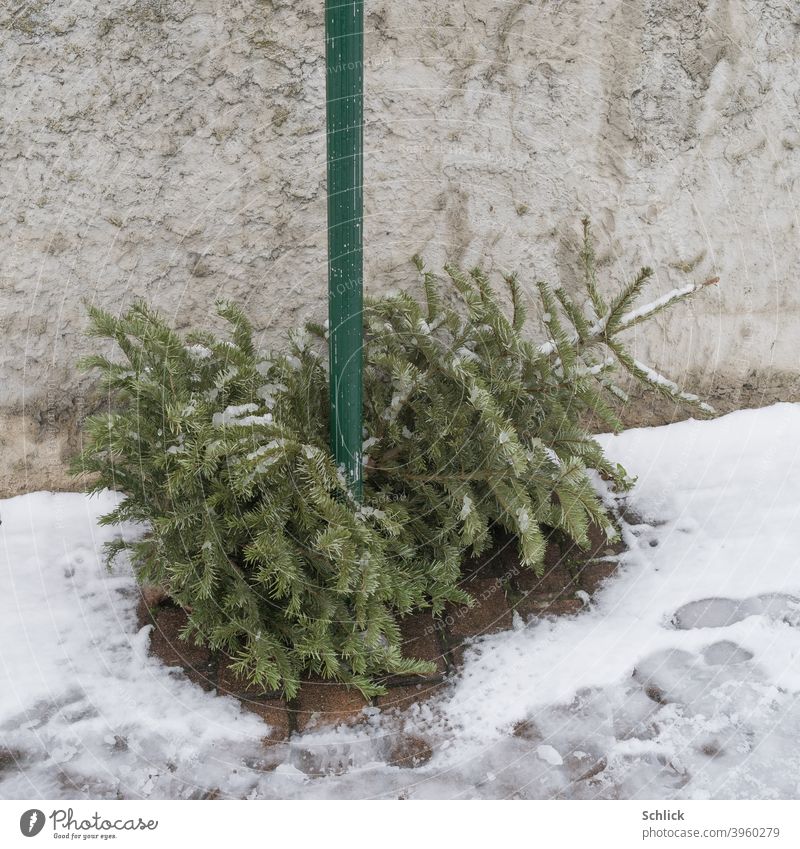 Dead Christmas tree lies in snow on lamppost dead Lie Snow jettisoned Lamp post Winter Spruce Deserted Day Frost Exterior shot sawn off Christmas party Trash