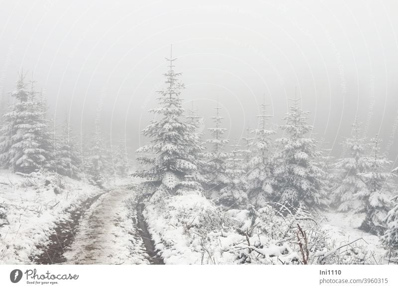 dense fog and some snow in the fir shelter Misty atmosphere Fog Cloud forest Wall of fog firs fir trees Winter Winter mood snowy off lane Mystic christmas trees