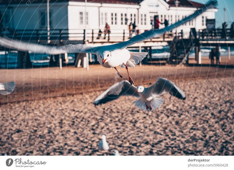 Seagulls on Usedom in winter III Wide angle Panorama (View) Central perspective Long shot Deep depth of field Light (Natural Phenomenon) Contrast Shadow