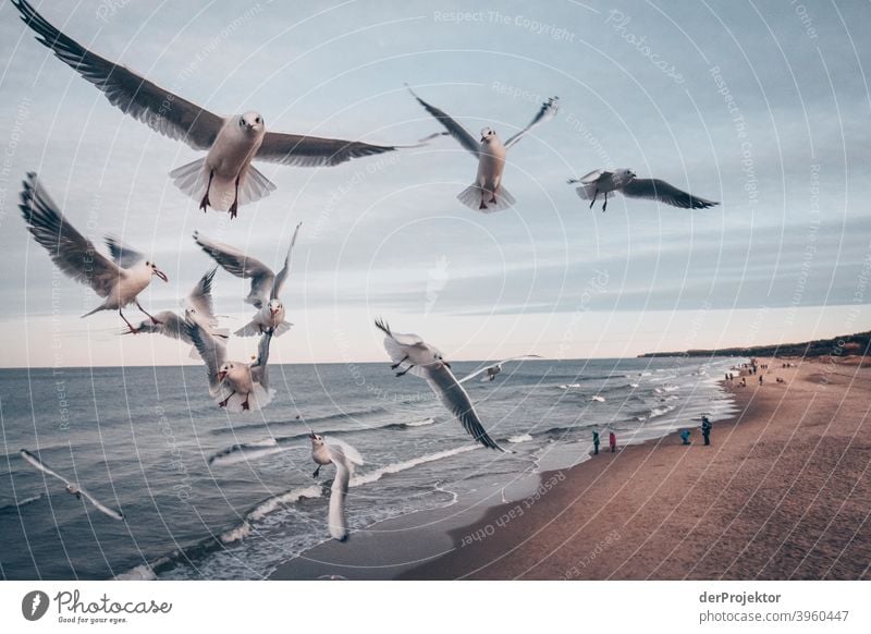 Seagulls on Usedom in winter II Wide angle Panorama (View) Central perspective Long shot Deep depth of field Light (Natural Phenomenon) Contrast Shadow