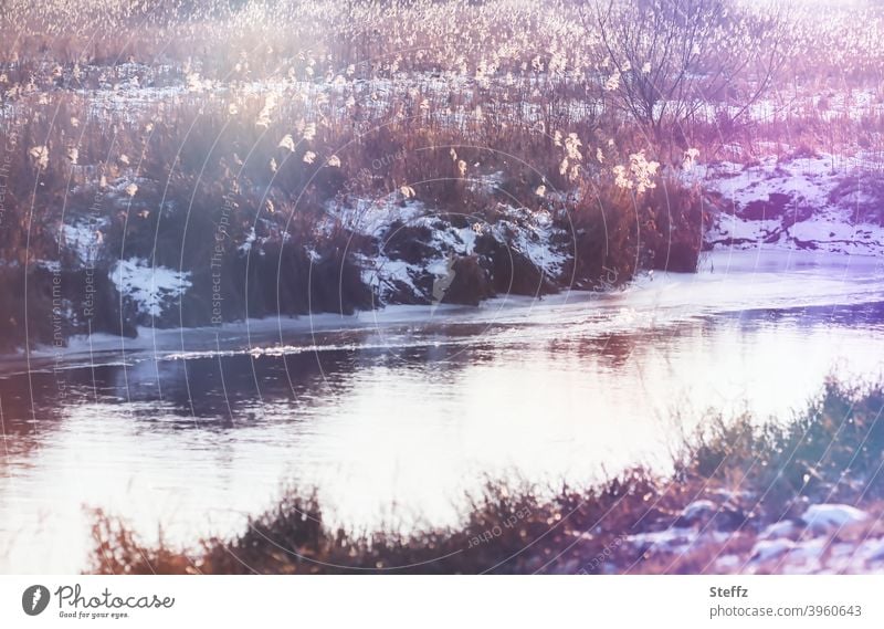 Winter tracks in the afternoon light River small river River bank Brook Banks of a brook Domestic Flow Reeds winter grass chill Snow winter cold February